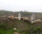 Pe urmele lui Wieissmuller la Medja FOTO Ştefan Both
