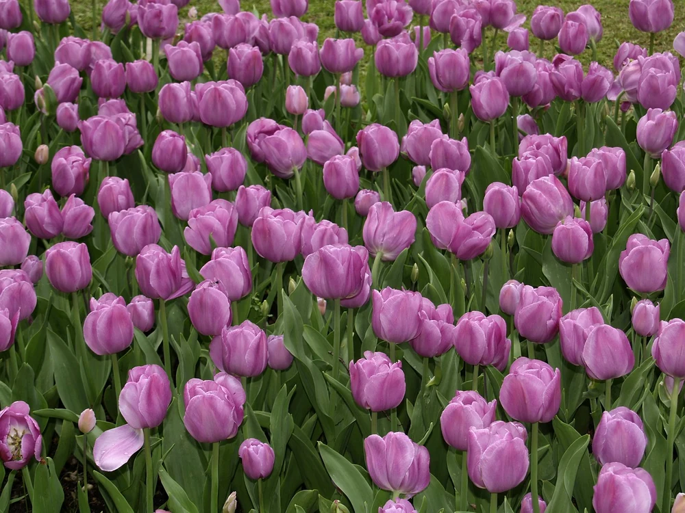 Alegerea corectă a plantelor este esențială / foto: Pixabay