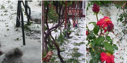 Grindina la Tulcea FOTO Facebook