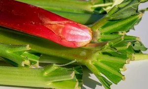 rhubarb 3399627 1280 jpg