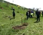 plantare copaci