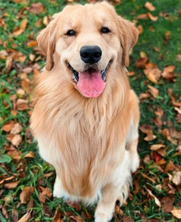 Retrieverul Tucker, un gentleman canin