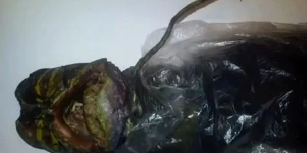 Aşa arată creatura pe care femeia din Rusia a ţinut-o în frigider