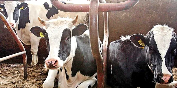 Crescătorii de bovine primeau 30 de bani pentru fiecare litru de lapte.