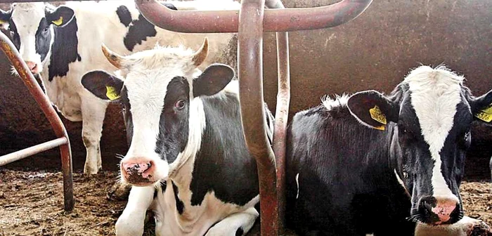 22 de bovine dintr-un tir, care nu aveau crotalii, au fost ucise şi arse de autorităţile din Bacău, că aşa spune legislaţia europeană