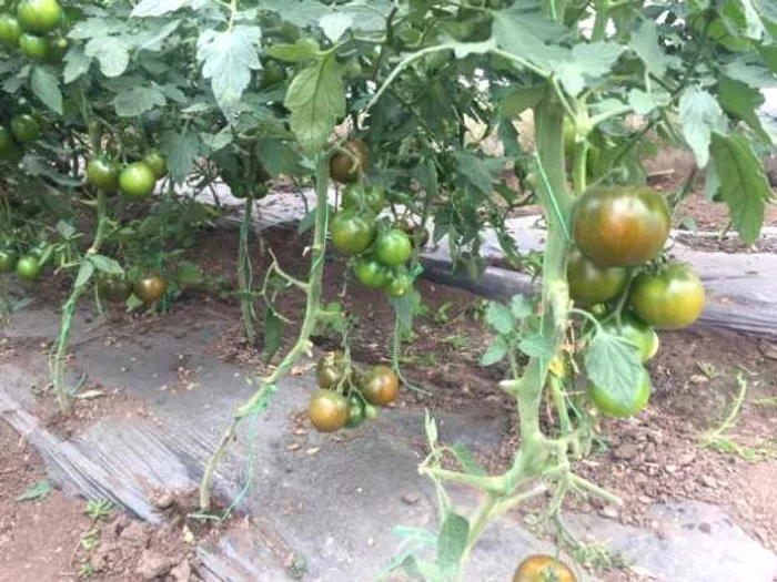 Roşiile-ciocolată sunt la mare căutare în România