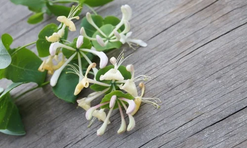 1 shutterstock 642409423 jpg jpeg