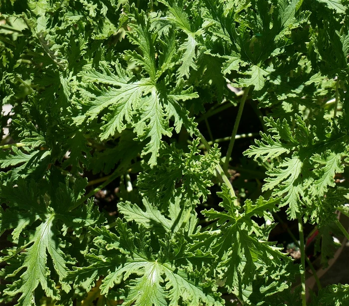 Citronella / foto: Pixabay 