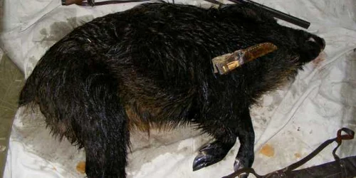 Mistreţ braconat în Deltă (foto arhivă)