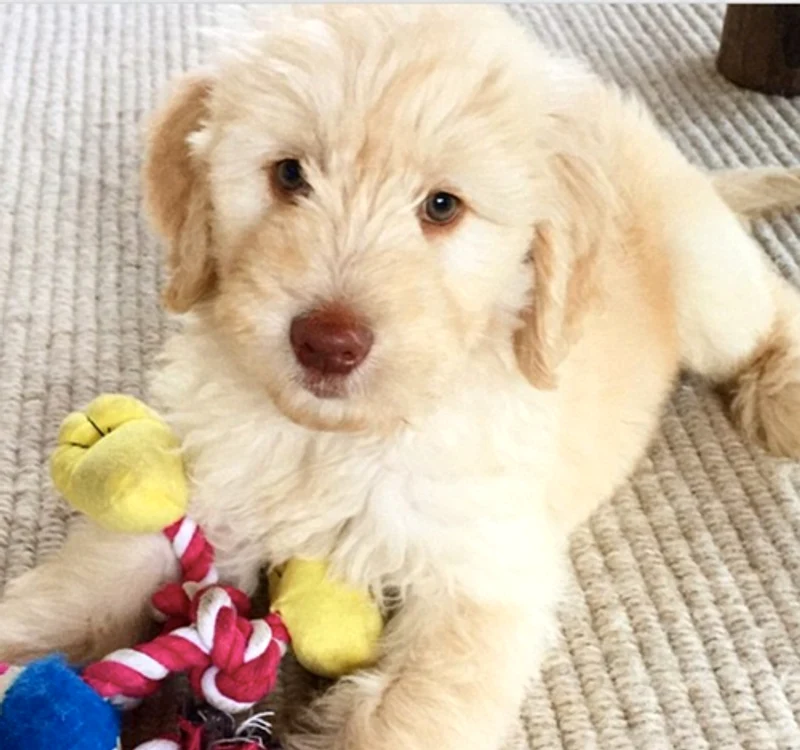 chris hemsworth puppy png