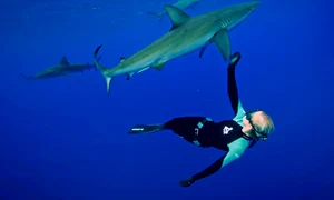Ocean Ramsey a înotat cu rechinii fără o cuşcă protectoare de trei ori  (Foto: Caters) jpeg