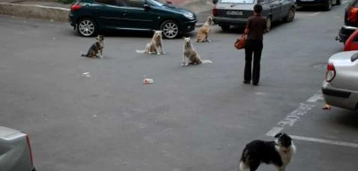 Brăila: Maidanezii, un subiect fierbinte