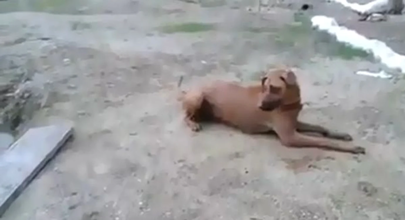 
    Câinele s-a aruncat în apă pentru a-i veni în ajutor stăpânuluiFoto: Captură Youtube  