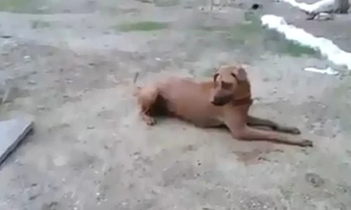 caine jpeg