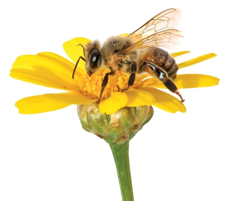 1 70285 original jpg jpeg