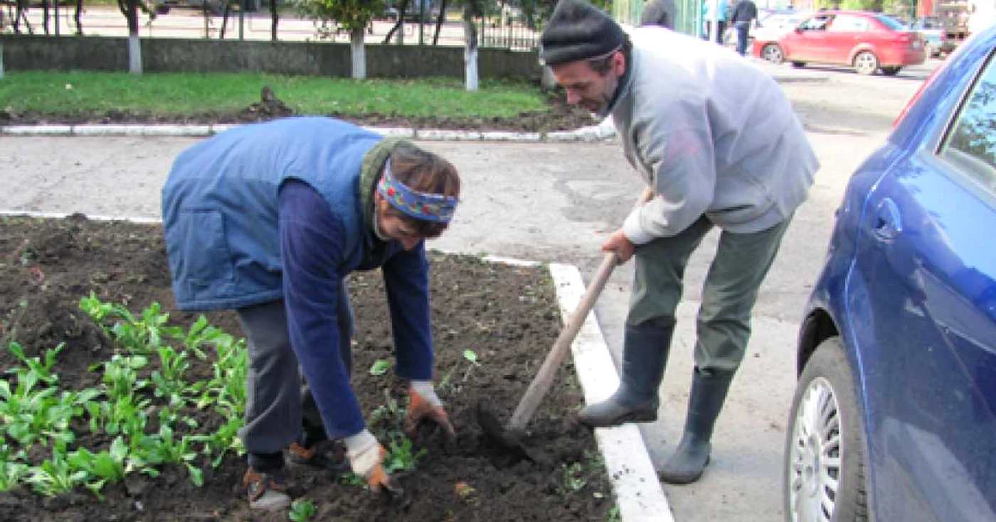 Muncitorii de la Serviciul de Gospodărie Comunală plantează de zor panseluţe, la temperaturi sub 10 grade Celsius