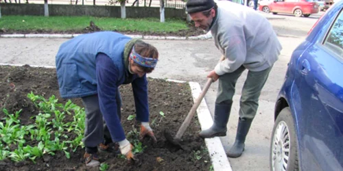 Muncitorii de la Serviciul de Gospodărie Comunală plantează de zor panseluţe, la temperaturi sub 10 grade Celsius