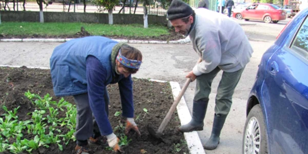 Muncitorii de la Serviciul de Gospodărie Comunală plantează de zor panseluţe, la temperaturi sub 10 grade Celsius
