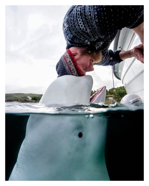 „Beluga-spion rusă“, reperată în largul coastei de vest a Suediei