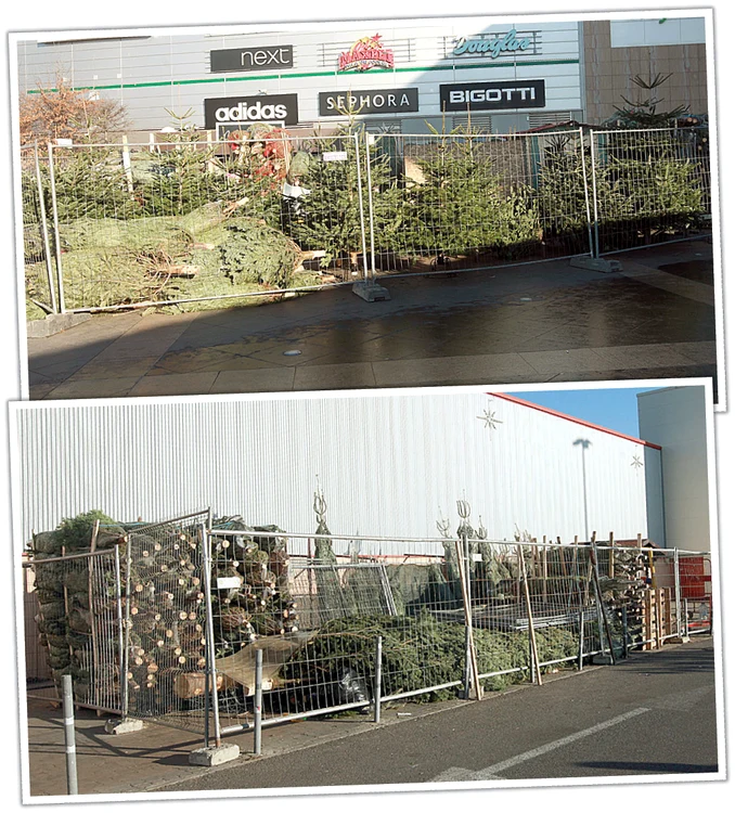 În curtea din Complexul Băneasa ţarcurile cu brazi sunt pline