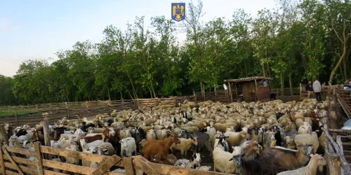 stana galati JPG