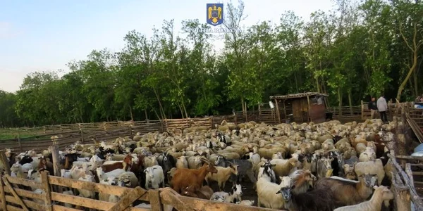 stana galati JPG
