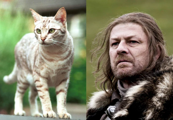 Eddard Stark