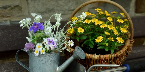 stropitoare flori foto pixabay jpg