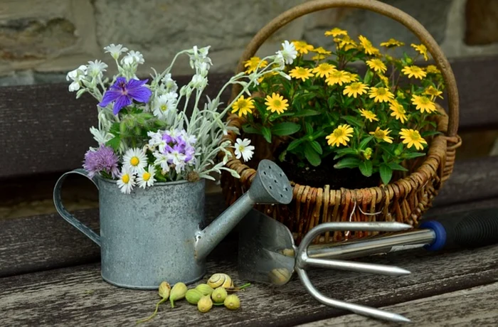 Cum trebuie udate plantele în lunile de vară. Foto Pixabay
