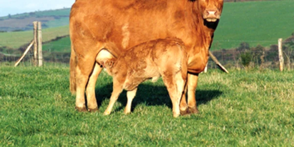 Vaca „limuzină” va  creşte şi în Maramureş