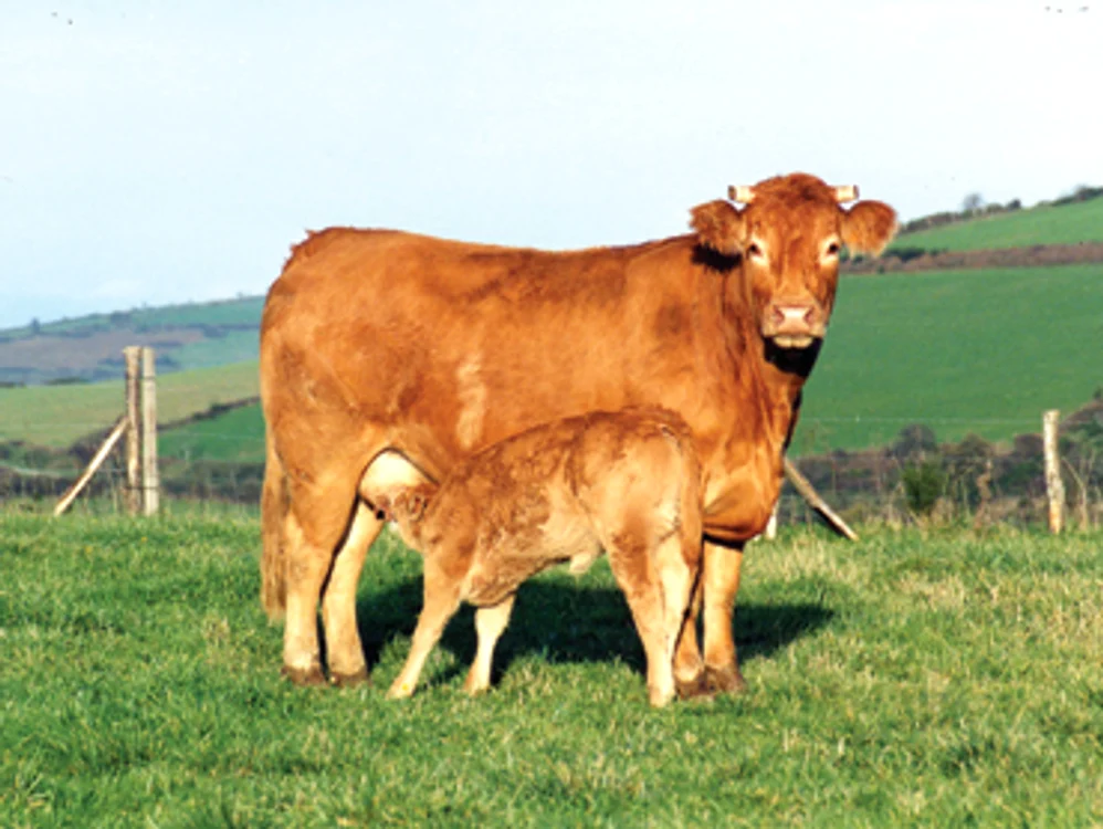 Vaca „limuzină” va  creşte şi în Maramureş