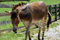 zebroid pixabay jpg