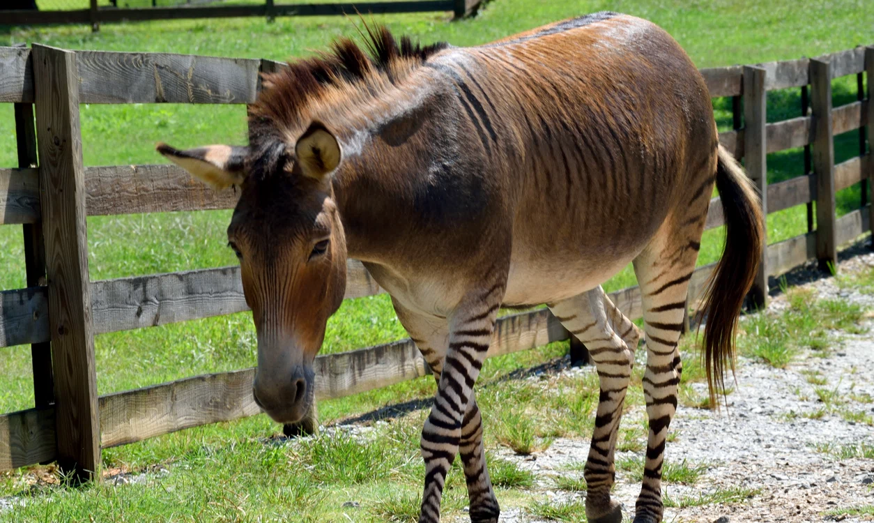 Zebroidul, principala atracție la Grădina Zoologică din Suceava / foto: Pixabay