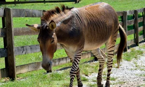 zebroid pixabay jpg