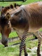 zebroid pixabay jpg