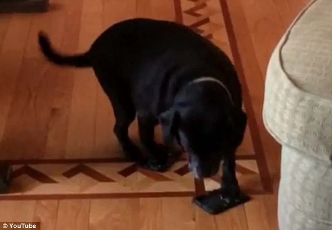 
    Sirius Black nu părea deloc deranjat de noile "încălţări"captură youtube.com  