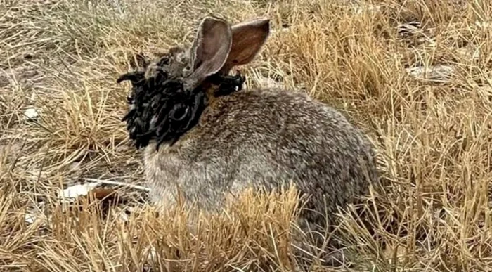 Iepurii sălbatici din SUA au formațiuni bizare în jurul capului (Foto: X/captură video)