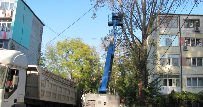 Copacii bătrâni, tăiaţi de angajaţii de la Spaţii Verzi
