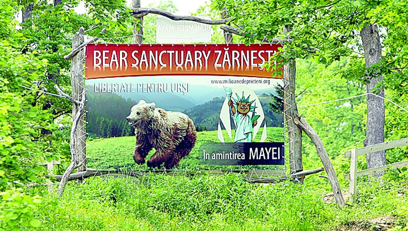 Rezervaţia «Libearty», casă  pentru 61 de urşi