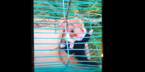 dosar penal harciogi suceava 