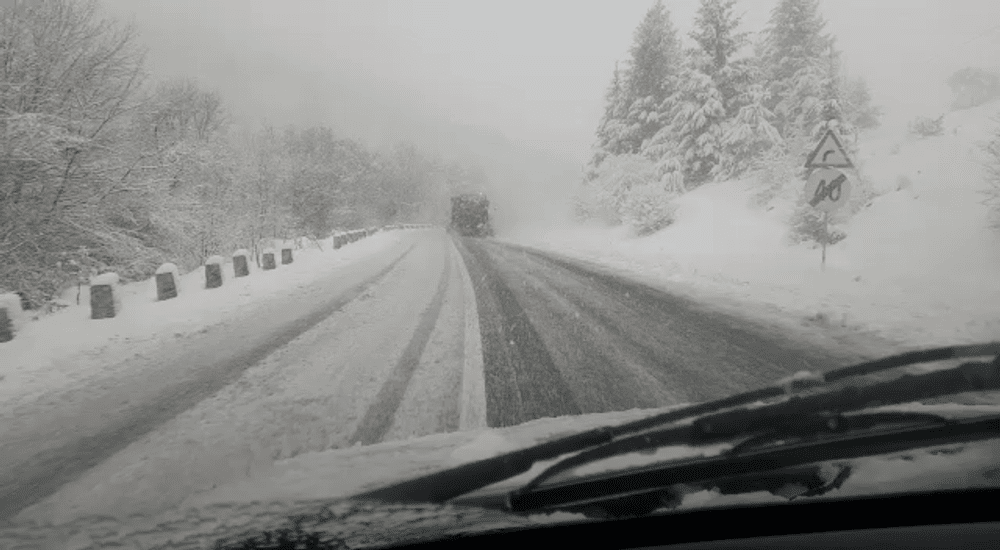 Traficul rutier pe DN 10, îngreunat la Sita Buzăului de un molid rupt de vânt VIDEO