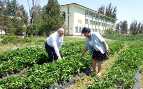 Dabuleni