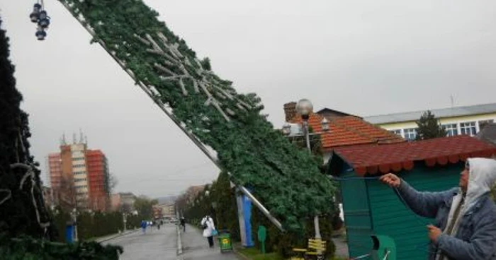 Bradul va fi gata săptămâna viitoare