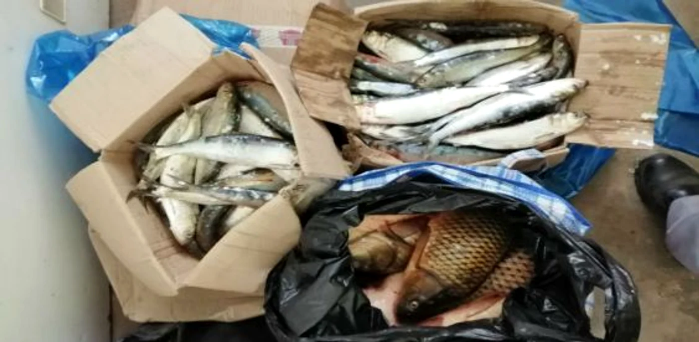 O parte din peştele de contrabandă capturat la Galaţi FOTO Poliţia de Frontieră
