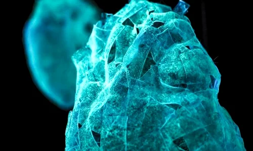 Art Safari 2019  Artă Supercontemporană, într o expoziție manifest: „Young Blood  Arta timpului tău” png