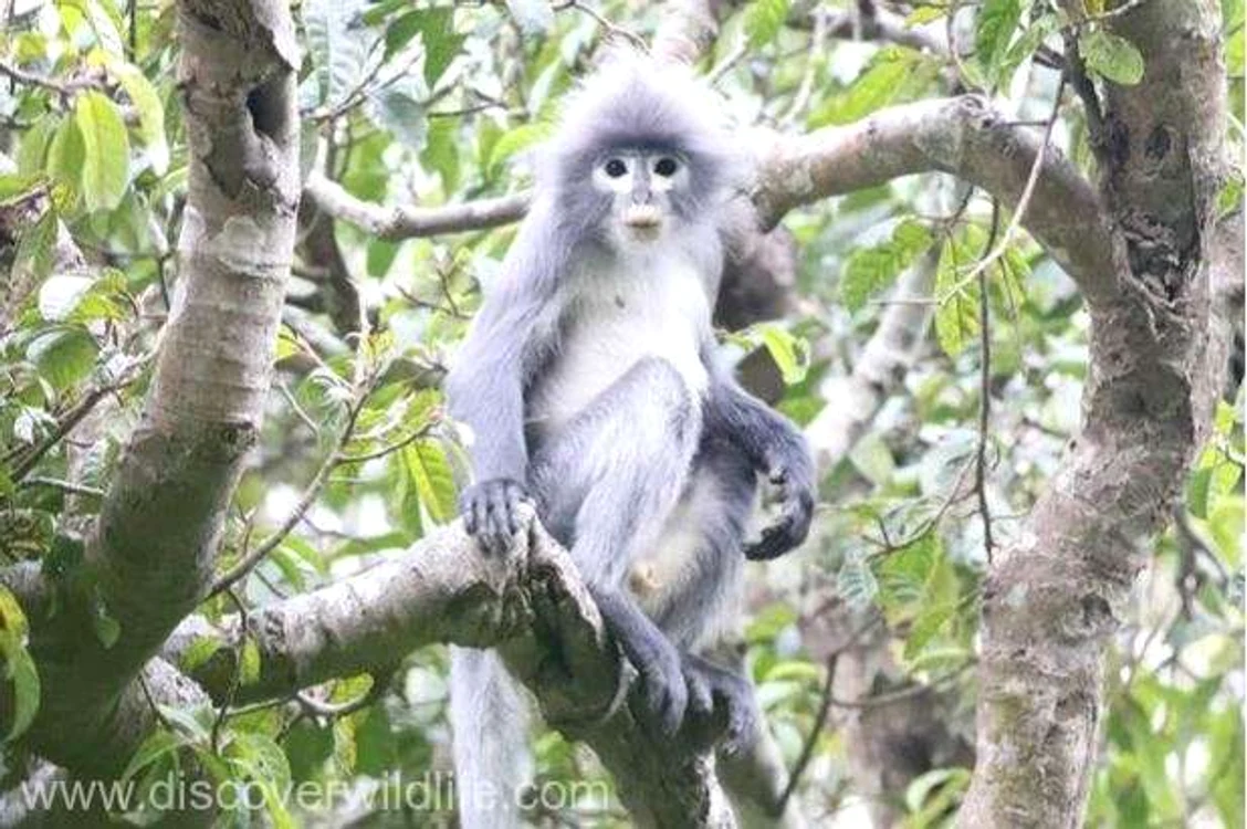 
    Maimuța Popa langur abia a fost descoperită și deja este pe cale de disparițieSursa foto: Discover Wildlife  
