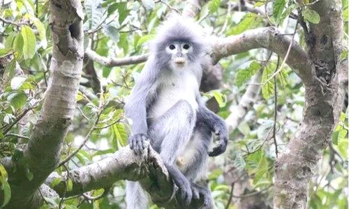 popa langur jpeg