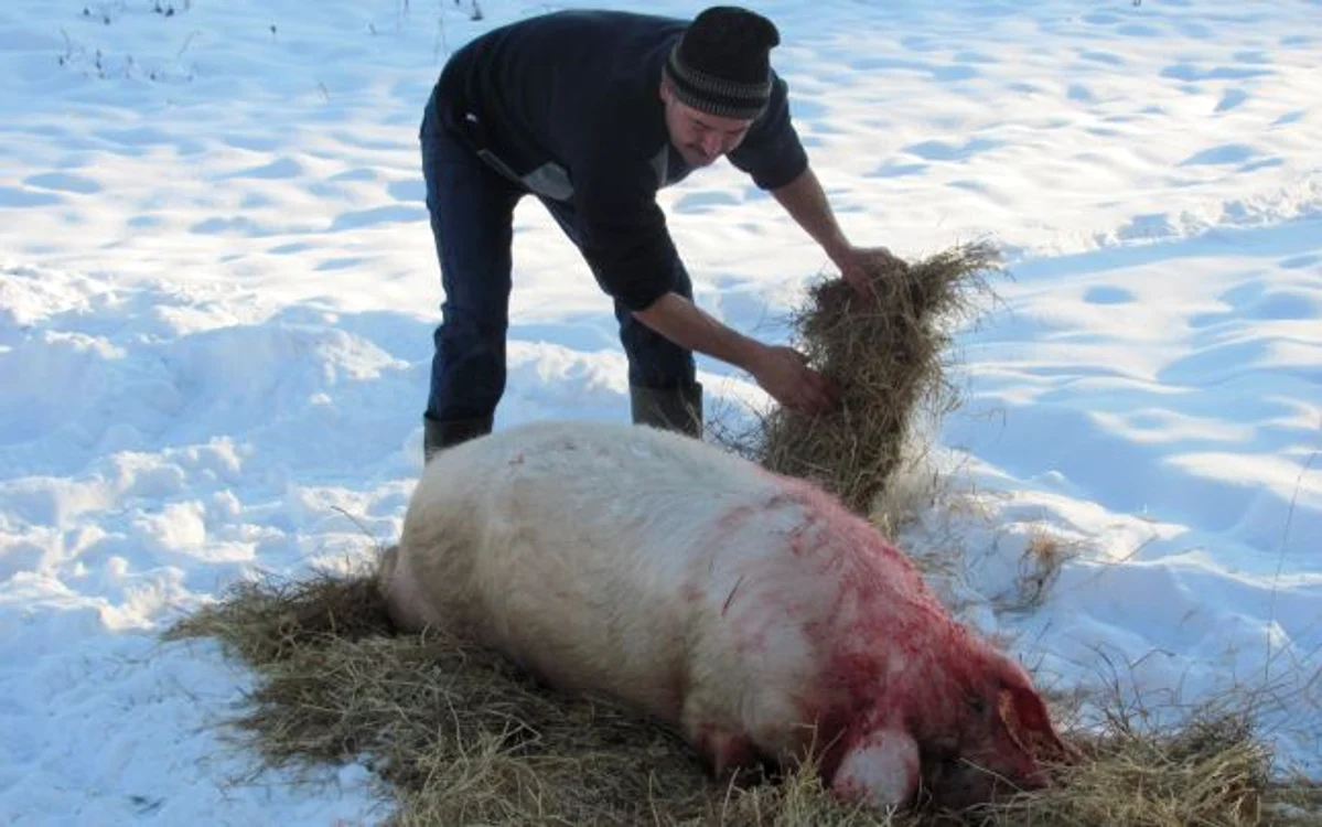 Ritualul tăierii porcului în Bucovina