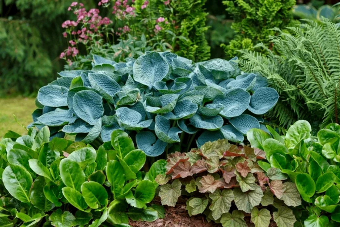 Mărimea crinului de toamnă poate varia / foto: Shutterstock
