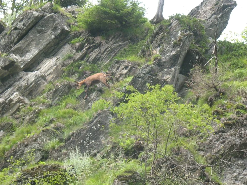 15 capre negre pot fi împuşcate la Făgăraş anul acesta. FOTOArhivă.